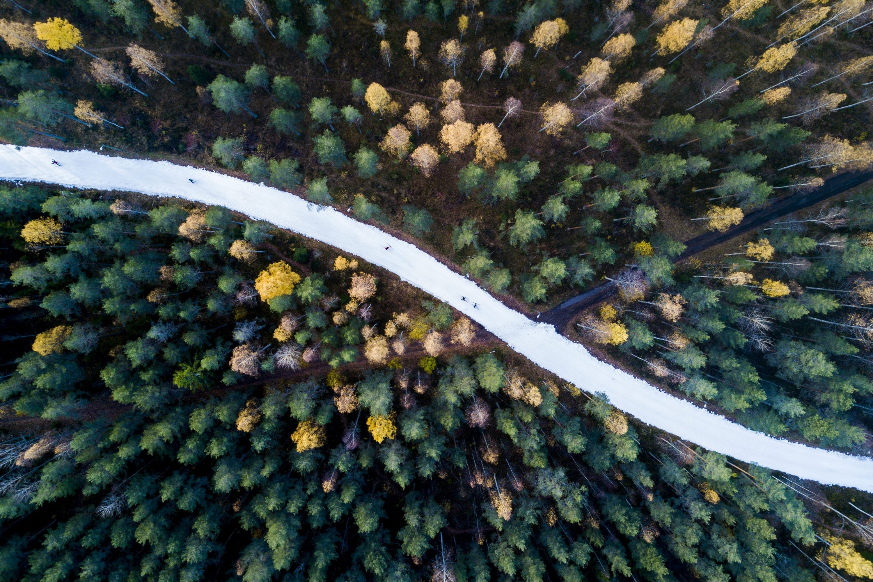 A forest with autumn colors