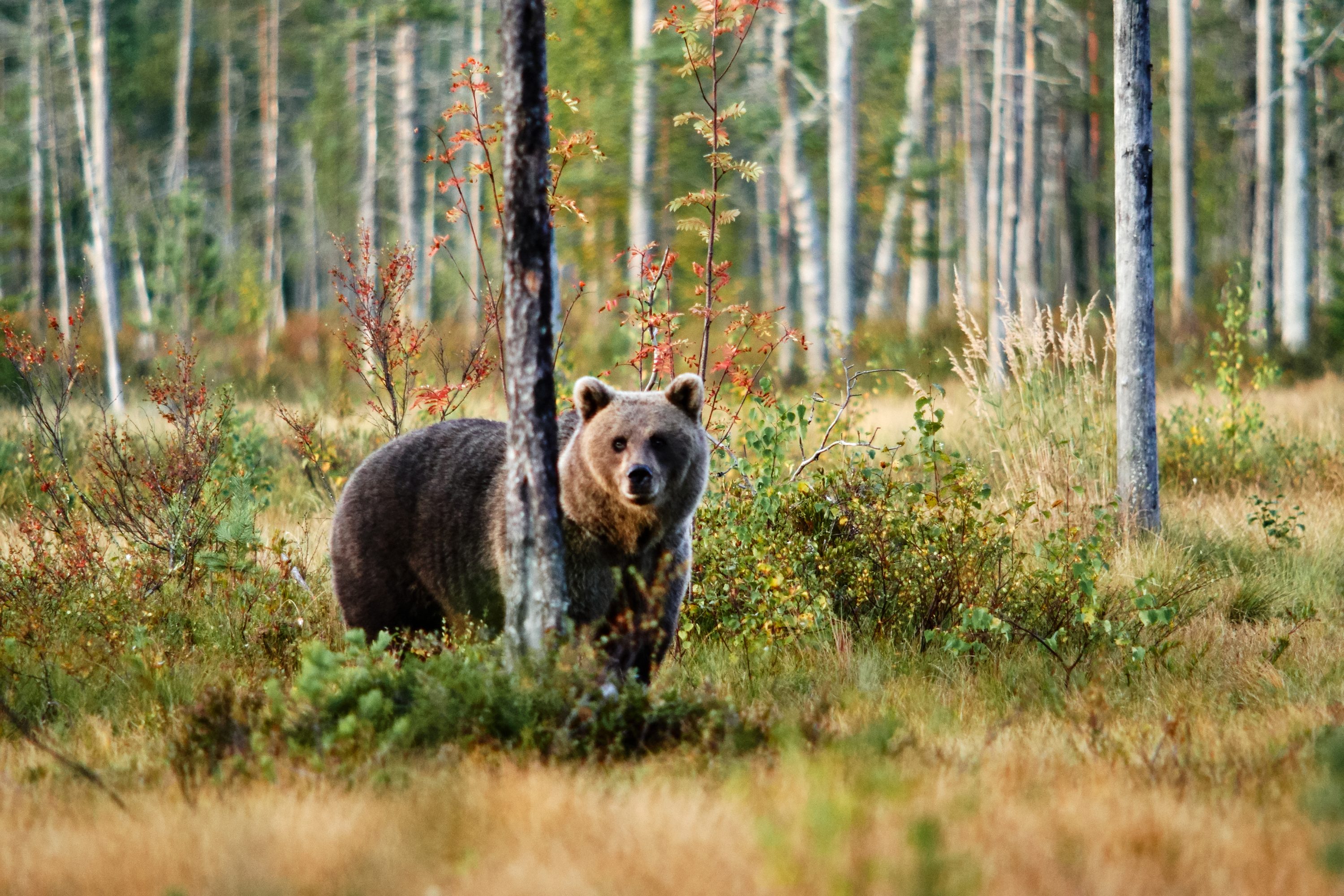 Karhu puun takana metsässä