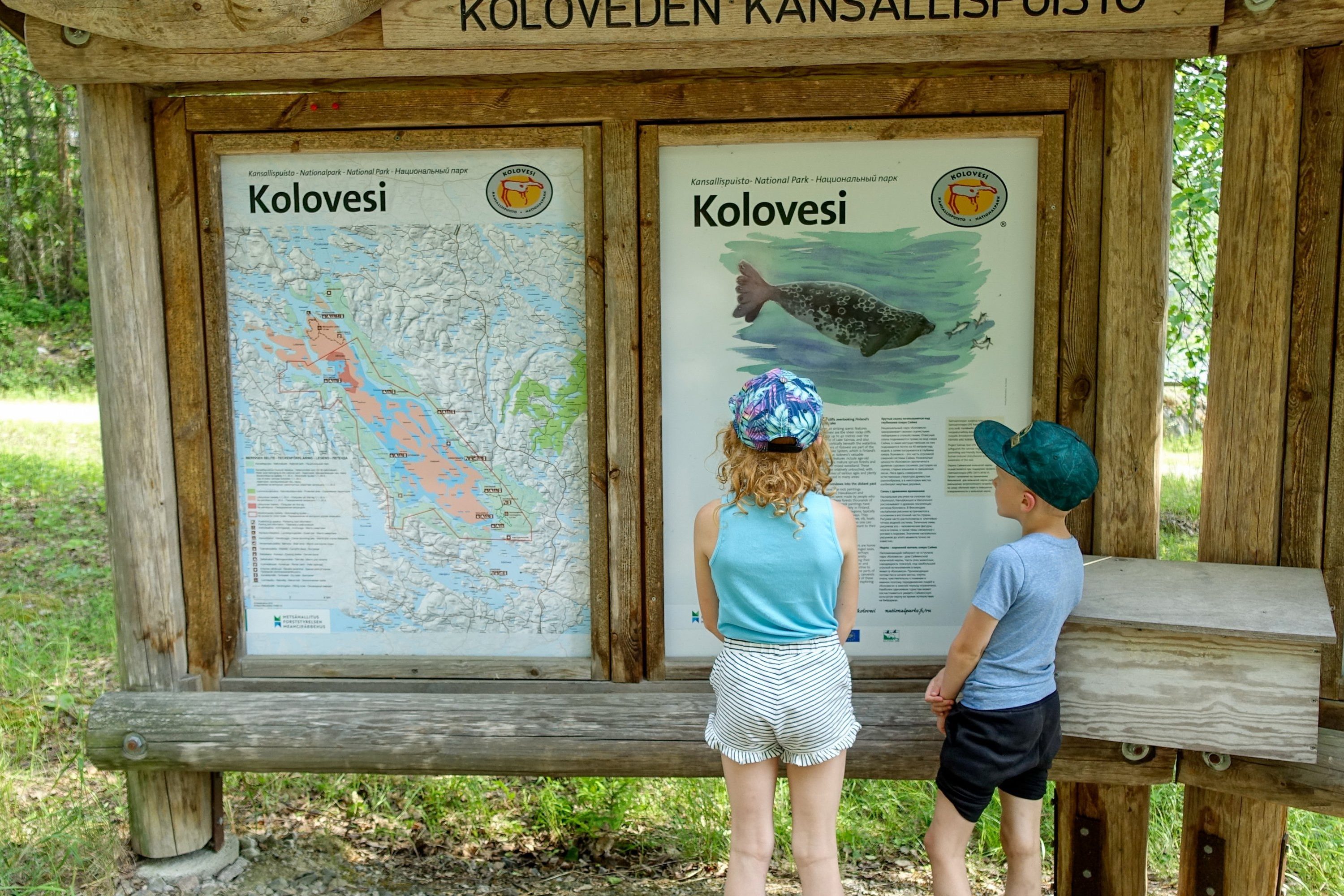 Lapset lukemassa Koloveden kansallispuiston infotaulua
