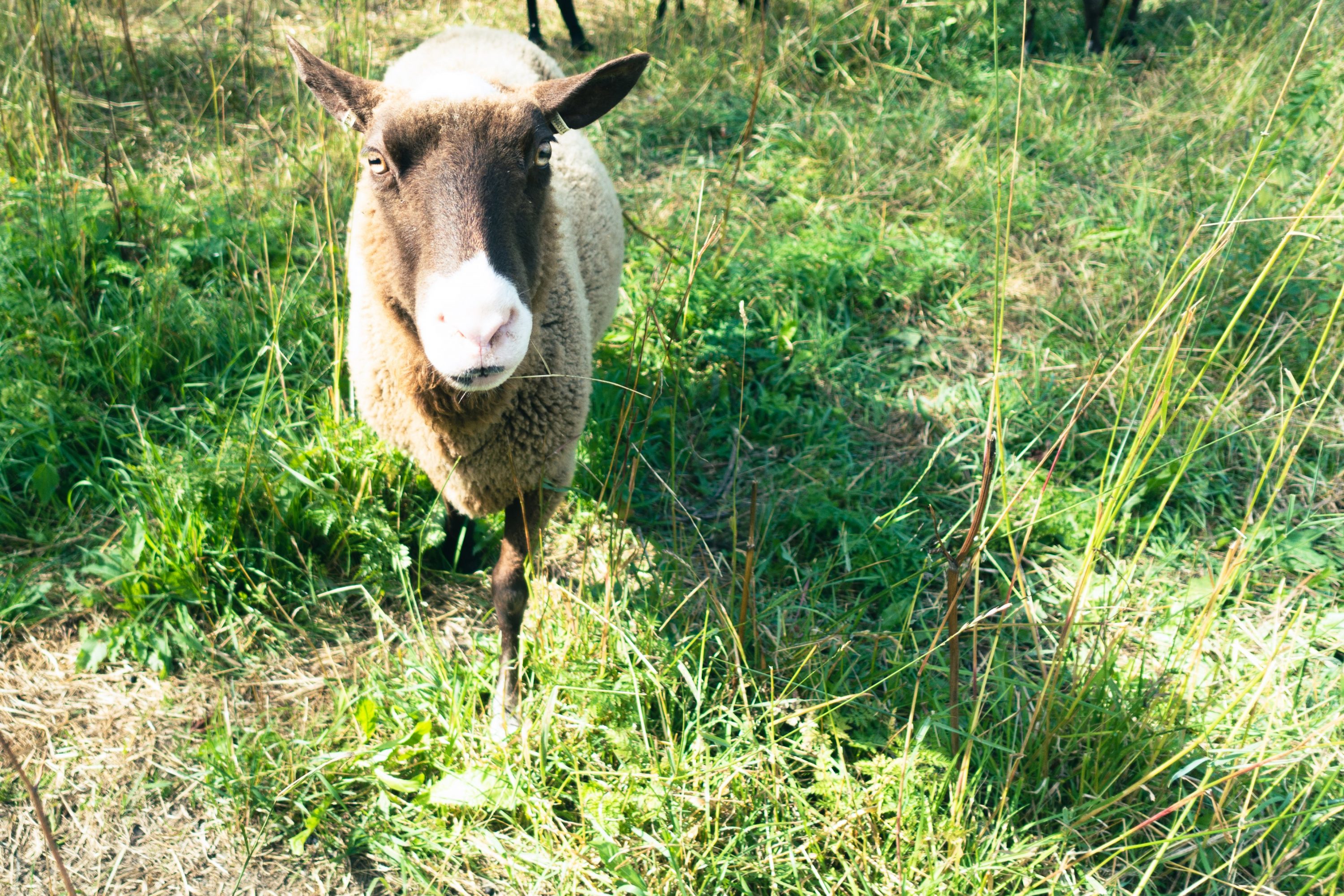 Lammas kävelee kameraa kohti