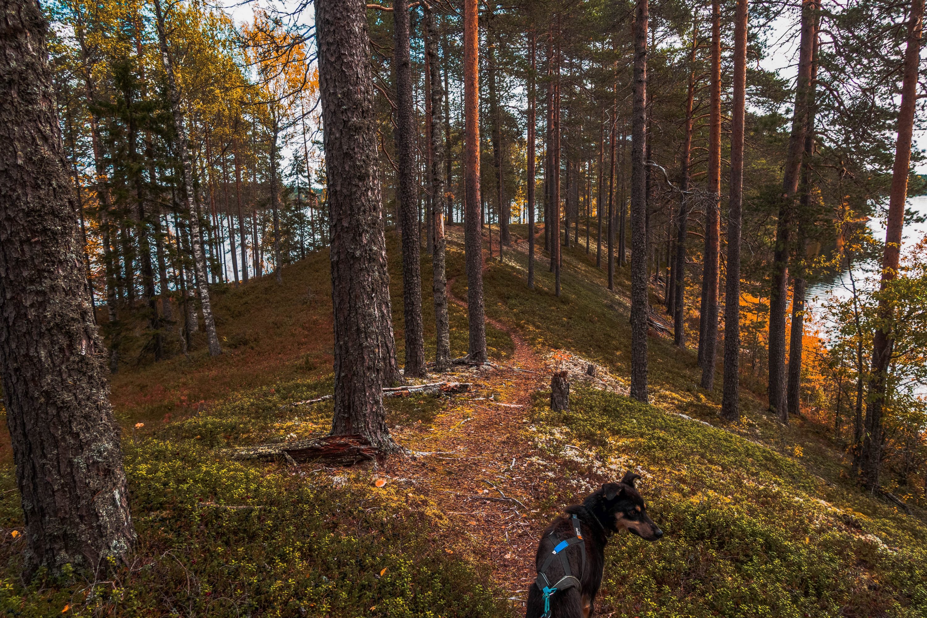 Koira syksyisellä metsäpolulla