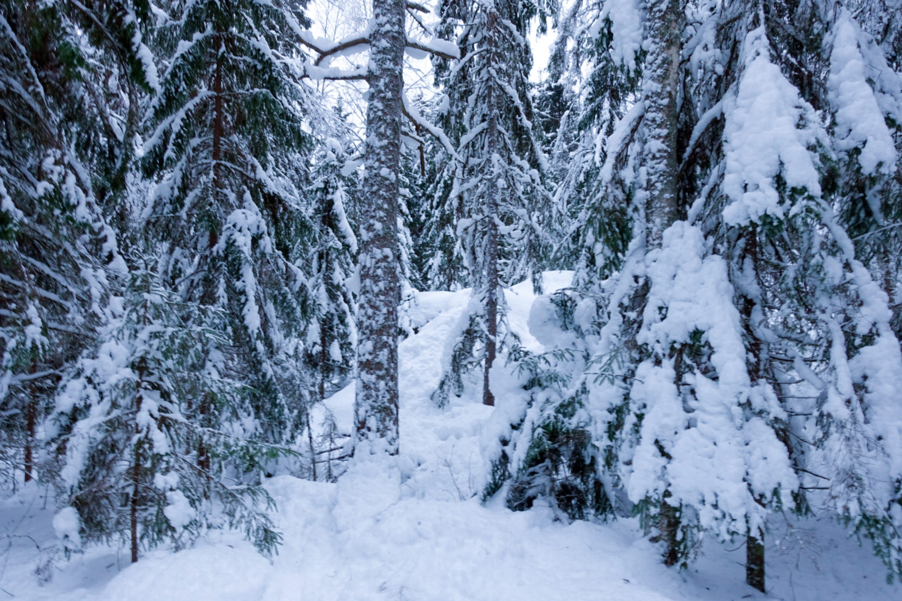 Talvinen metsämaisema