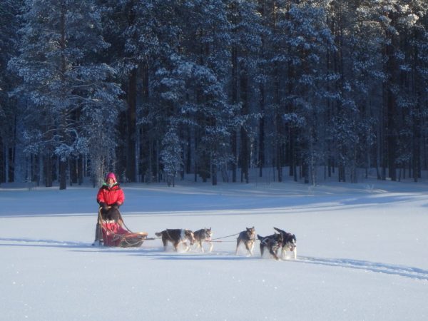 Sleddogs on ice