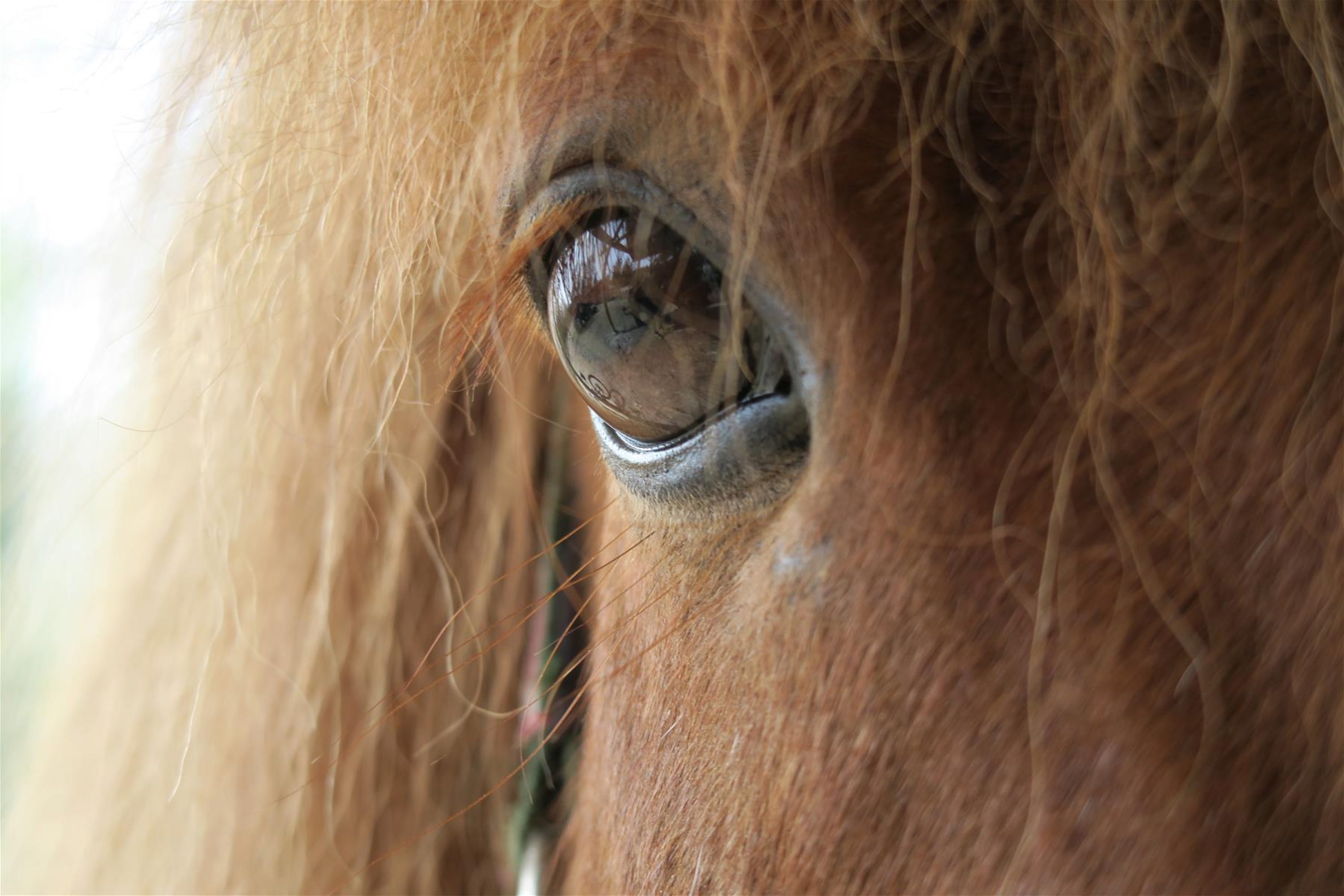 Hevosen silmä