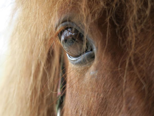 Hevosen silmä