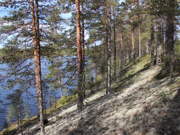 Juukaharju-Juuassa-luontokohde-retkeilyreitti