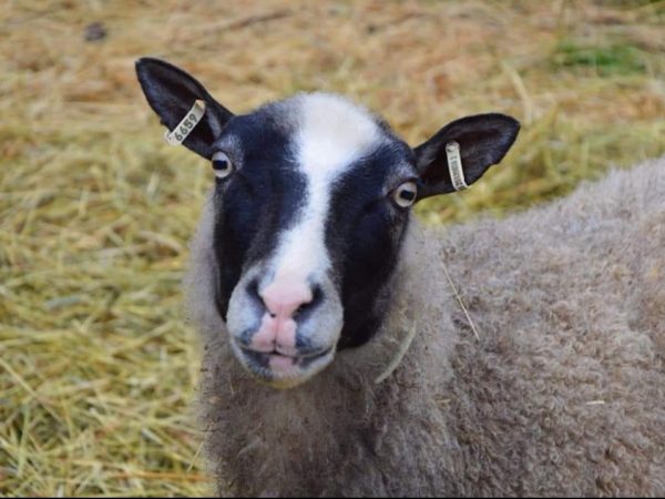 Lammas Kankaan tilalla Juuassa