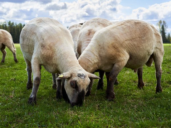 Lampaita syömässä ruohoa Sirolan tilalla Tohmajärvellä