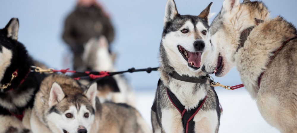 Happy sleddogs