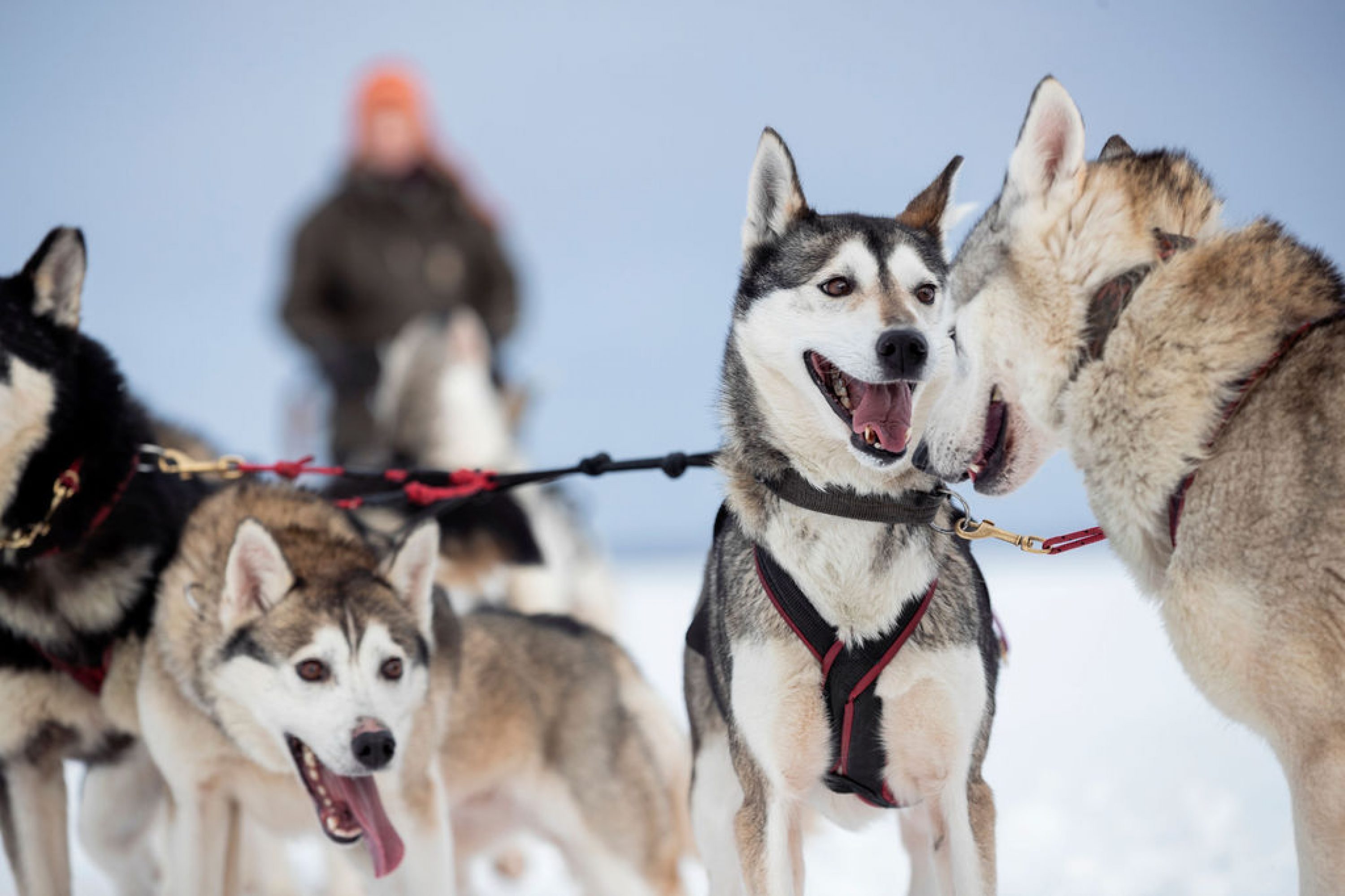 Happy sleddogs