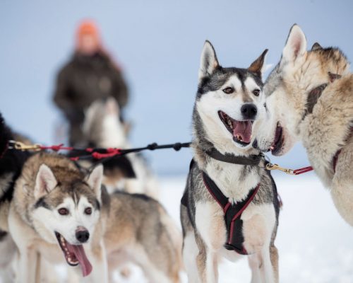https://www.visitkarelia.fi/files/visitkarelia_harri-tarvainen_winter_huskies6.jpg