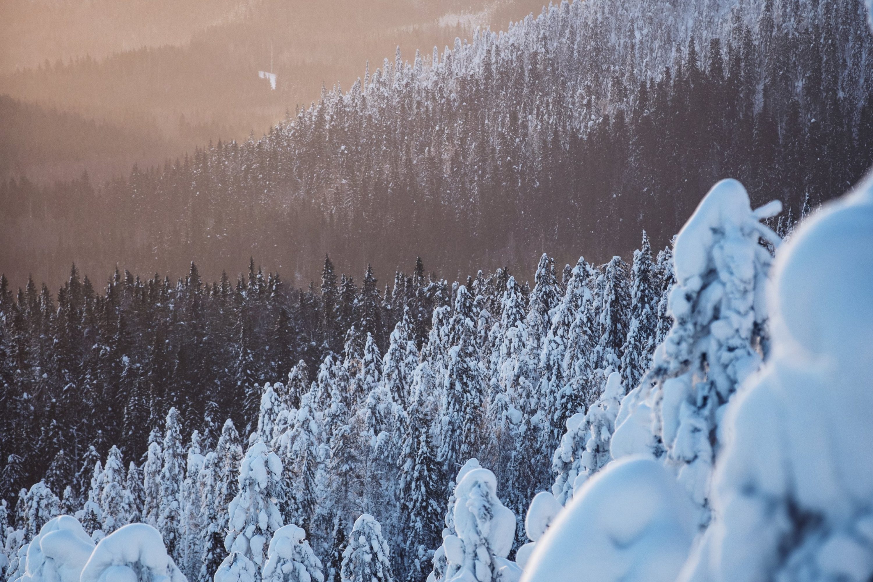 A snowy forest