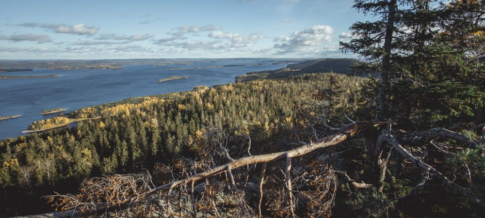 Kaatunut puu ja Kolin syksyinen metsämaisema