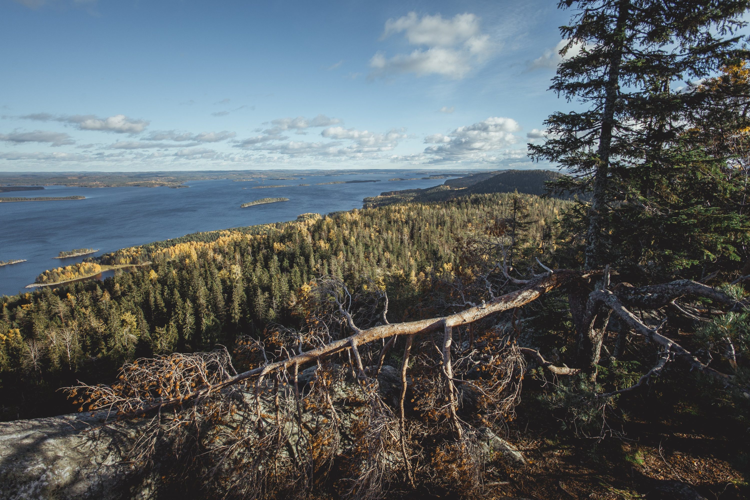 Kaatunut puu ja Kolin syksyinen metsämaisema