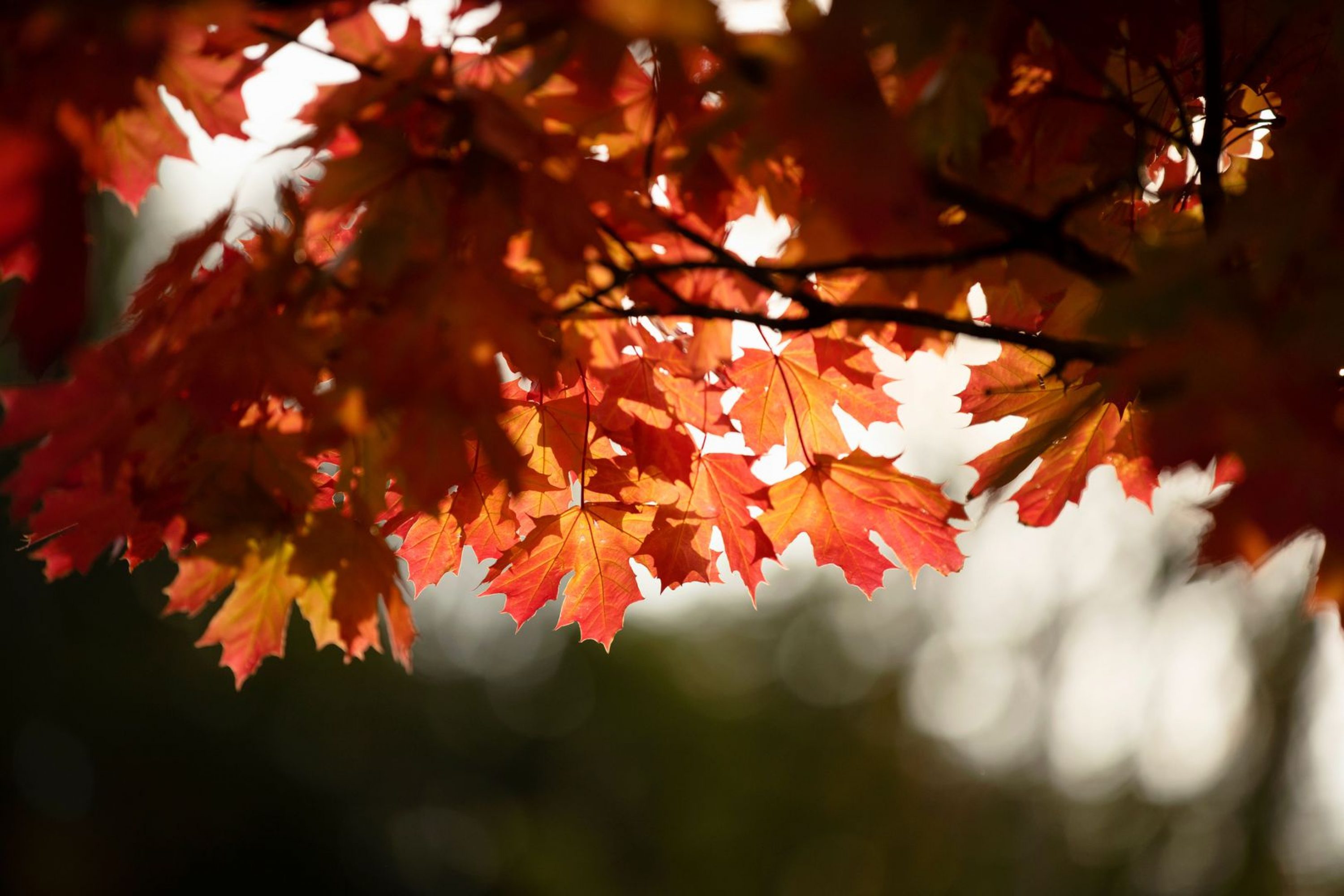 Red and orange maple leaves