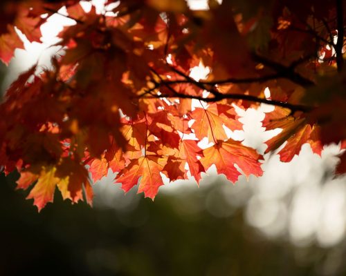 https://www.visitkarelia.fi/files/vk-harri-tarvainen-autumn-leafs-jpg-1.jpg