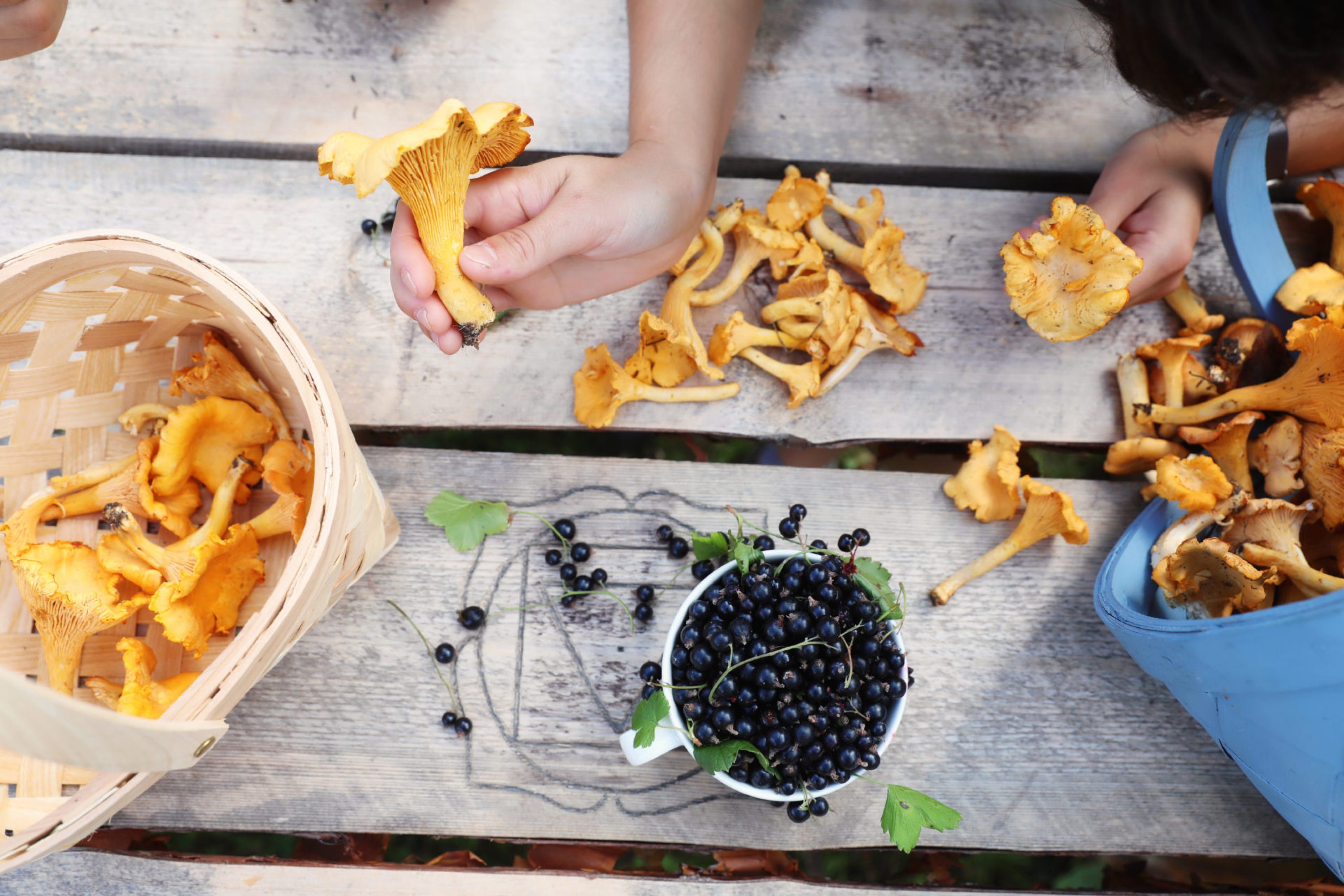 vk-berries-and-mushrooms