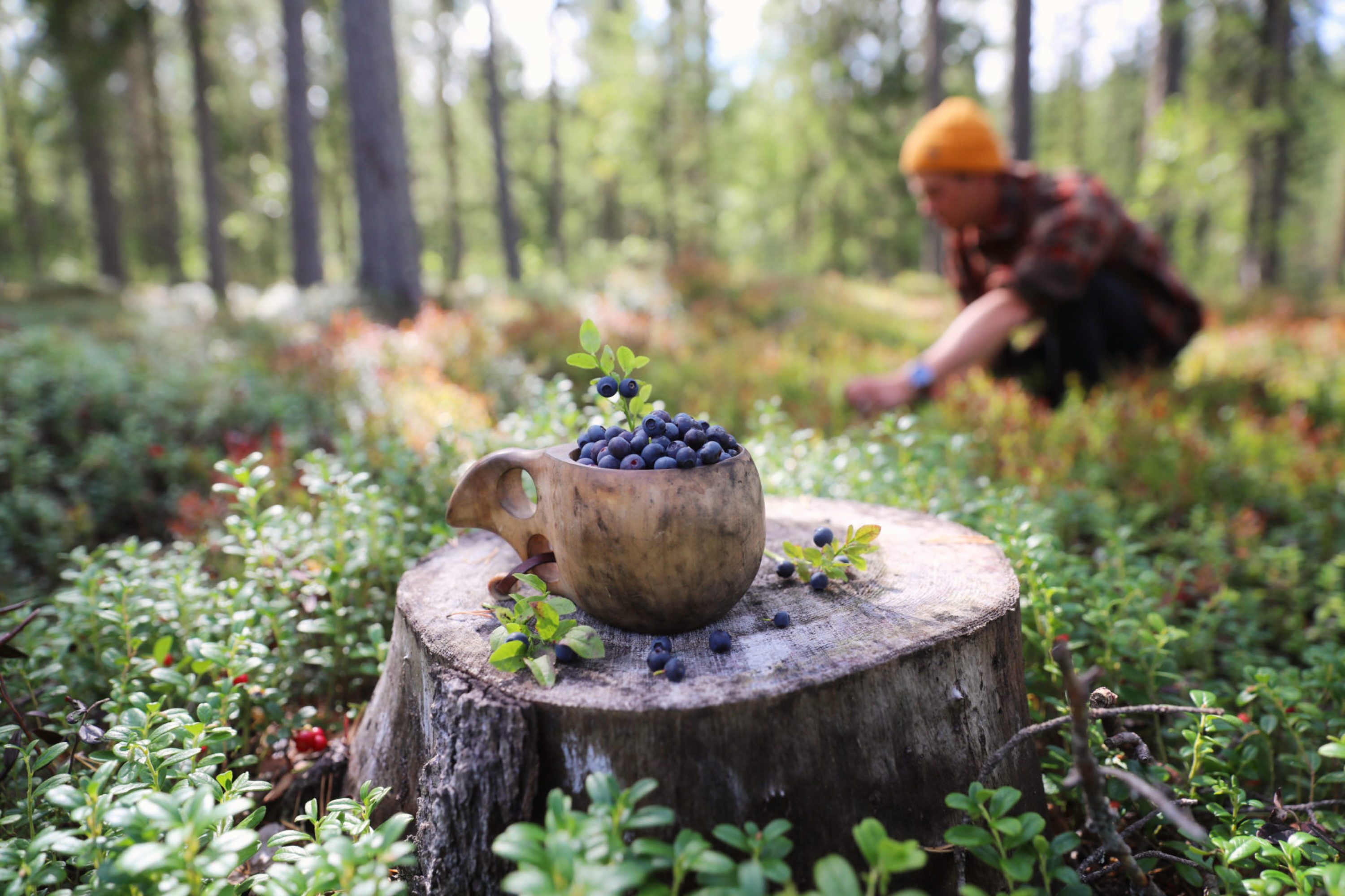 Mies kerää mustikoita metsästä