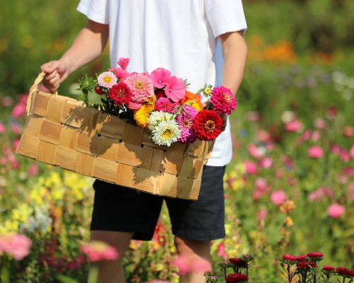 https://www.visitkarelia.fi/files/vk-harri-tarvainen-flowers-jpg.jpg