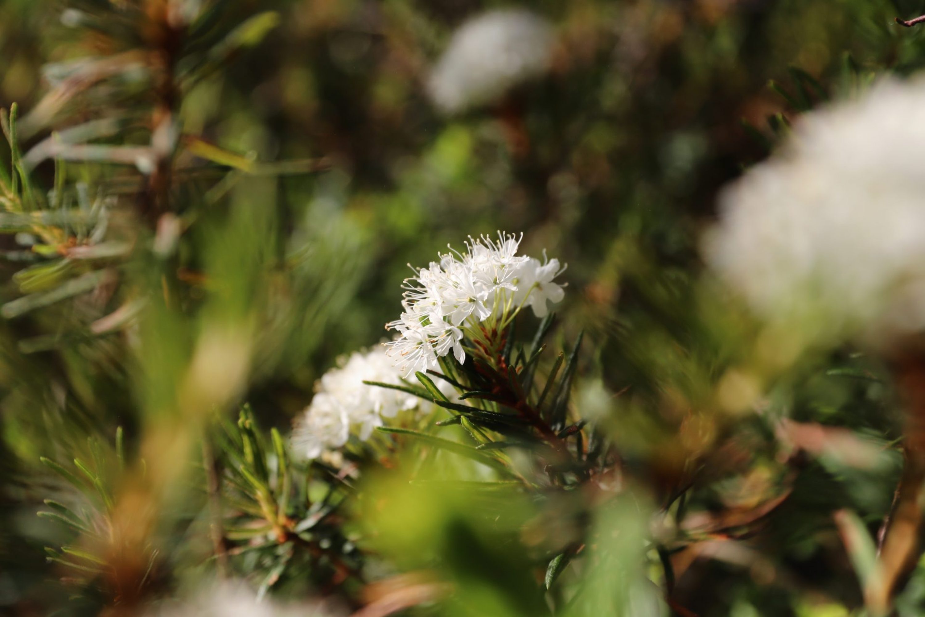 Cute white flowers