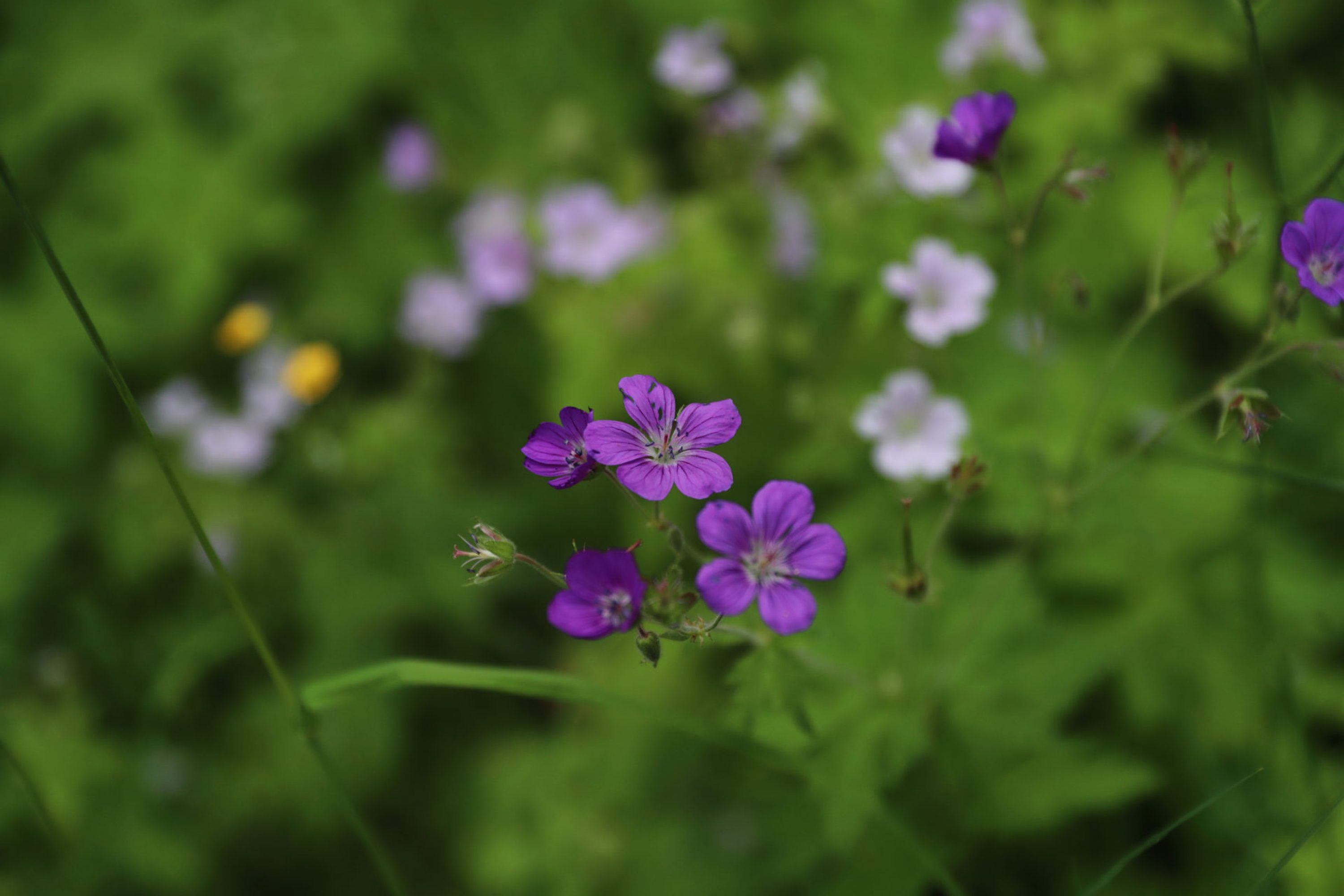 Violetit kukat vehreässä metsässä