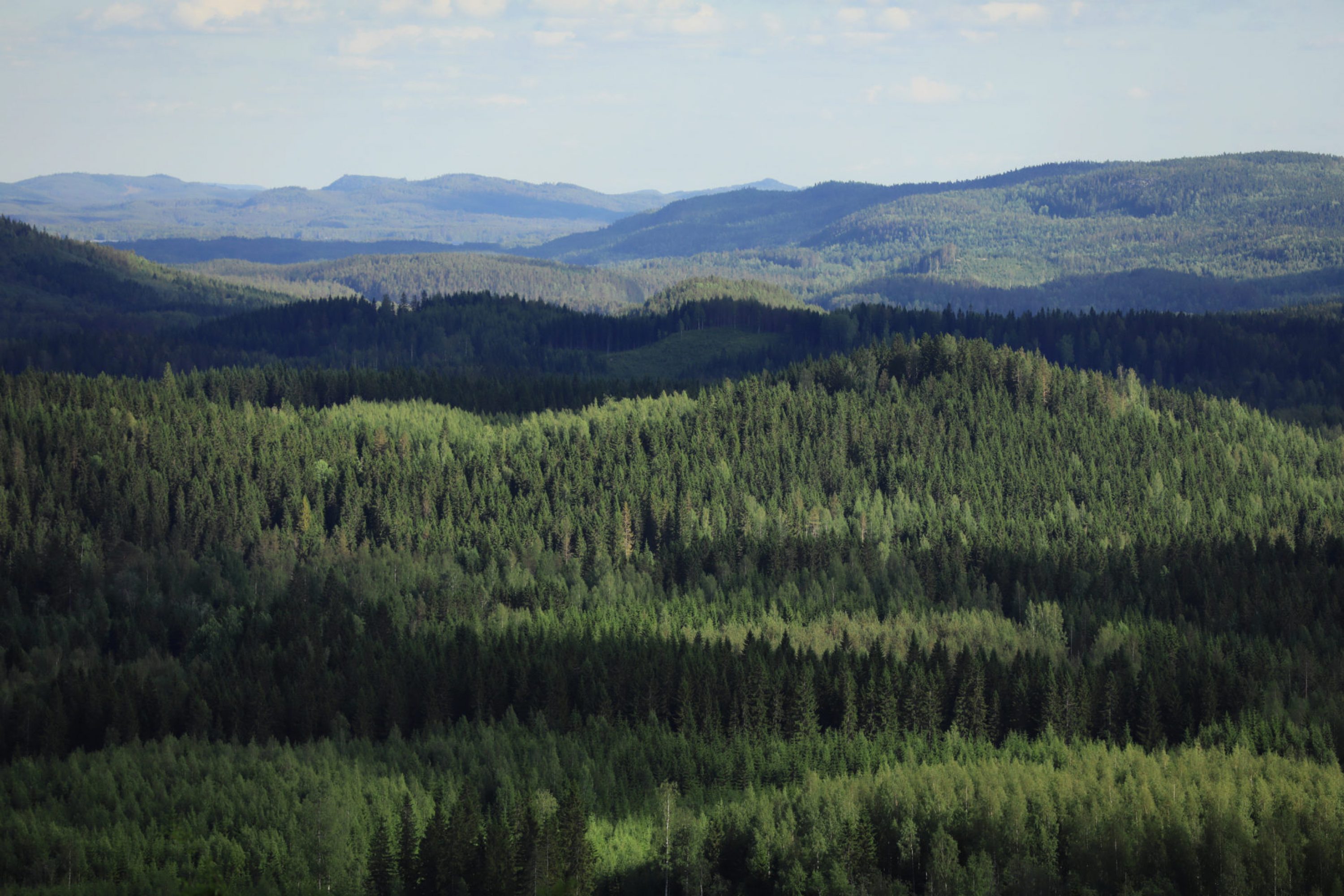 Kaunis metsämaisema Kolilta