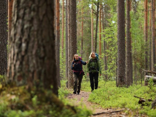 vk-summer-hiking-hikers-forest