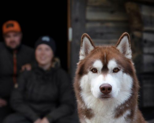 https://www.visitkarelia.fi/files/vk-harri-tarvainen-hiking-dog-jpg-e1643896294276.jpg