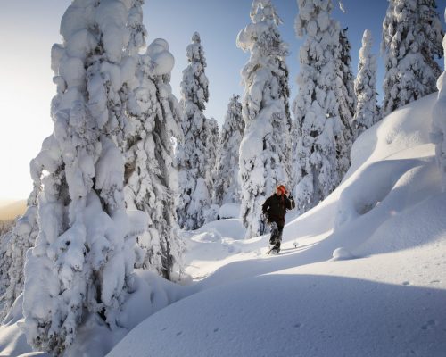 https://www.visitkarelia.fi/files/vk-harri-tarvainen-koli-snowshoeing-jpg.jpg