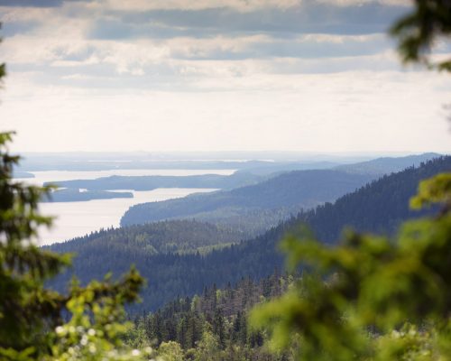 https://www.visitkarelia.fi/files/vk-harri-tarvainen-koli-summer9-jpg-1.jpg