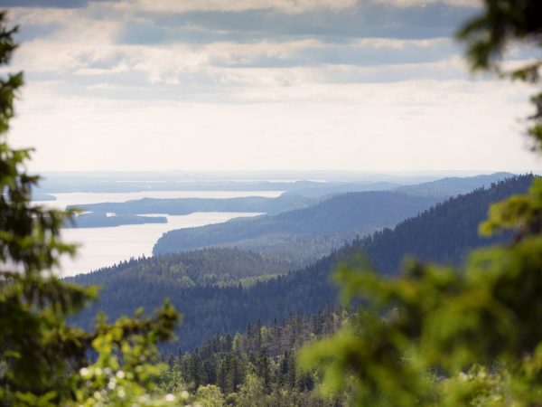 Metsäinen maisema Kolin huipulta