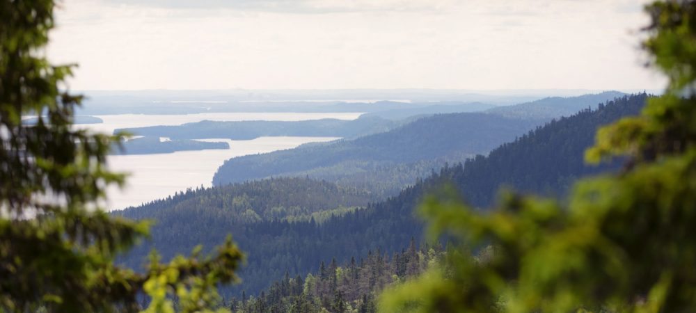 vk-Kolin-kansallispuisto-maisema-kesällä