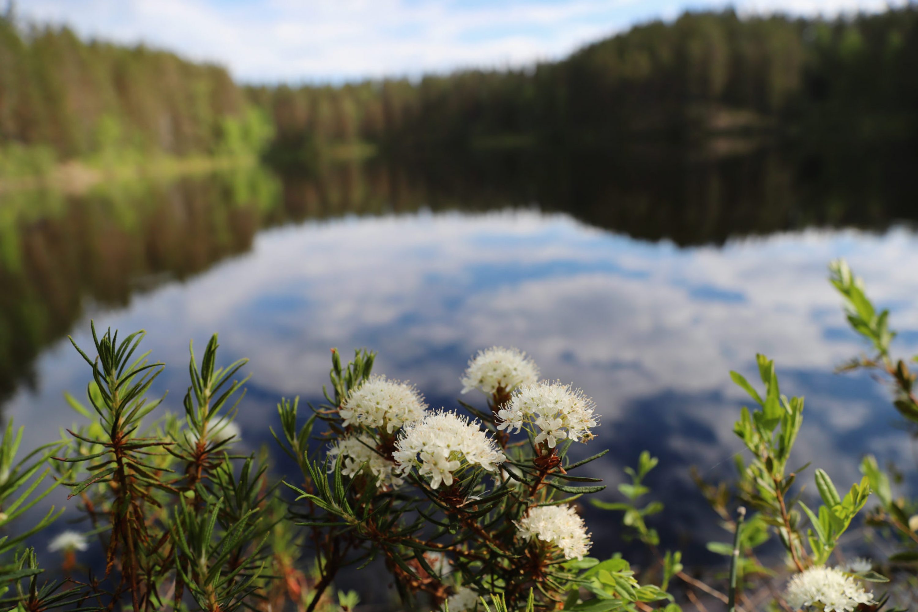 vk-lake-and-flowers
