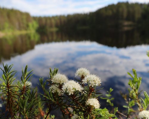 https://www.visitkarelia.fi/files/vk-harri-tarvainen-lake-flowers-jpg-3.jpg