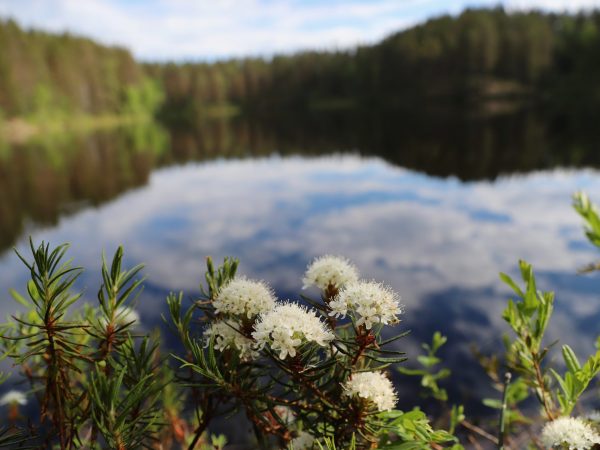 Suopursut tyynen järven rannalla