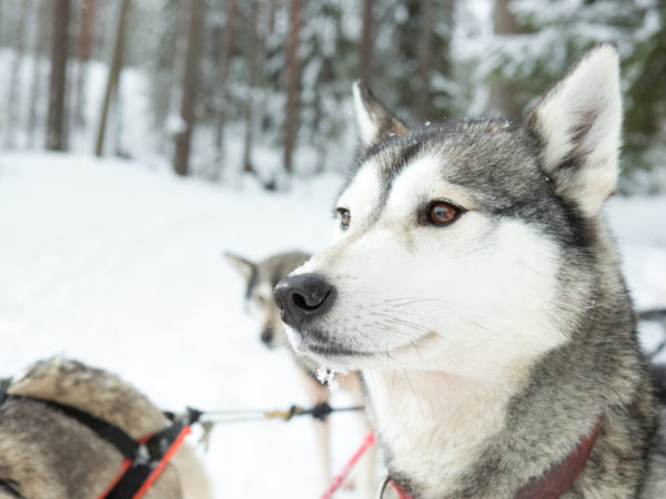 vk-husky