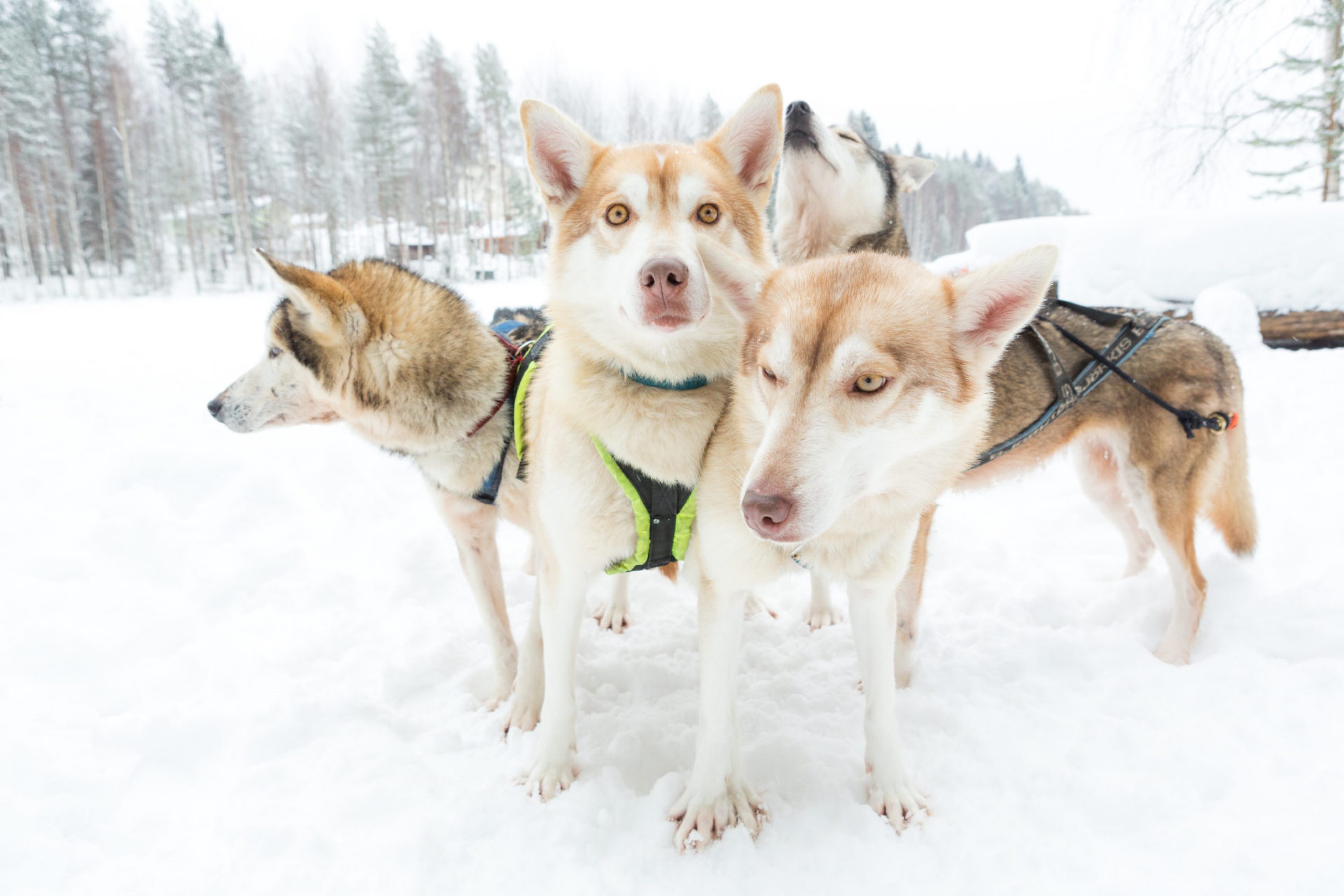 Uteliaat huskyt koiravaljakossa