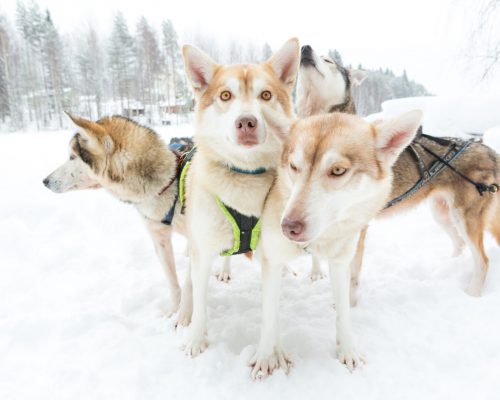 https://www.visitkarelia.fi/files/vk-jarno-artika-taigamaja-husky-5-1.jpg