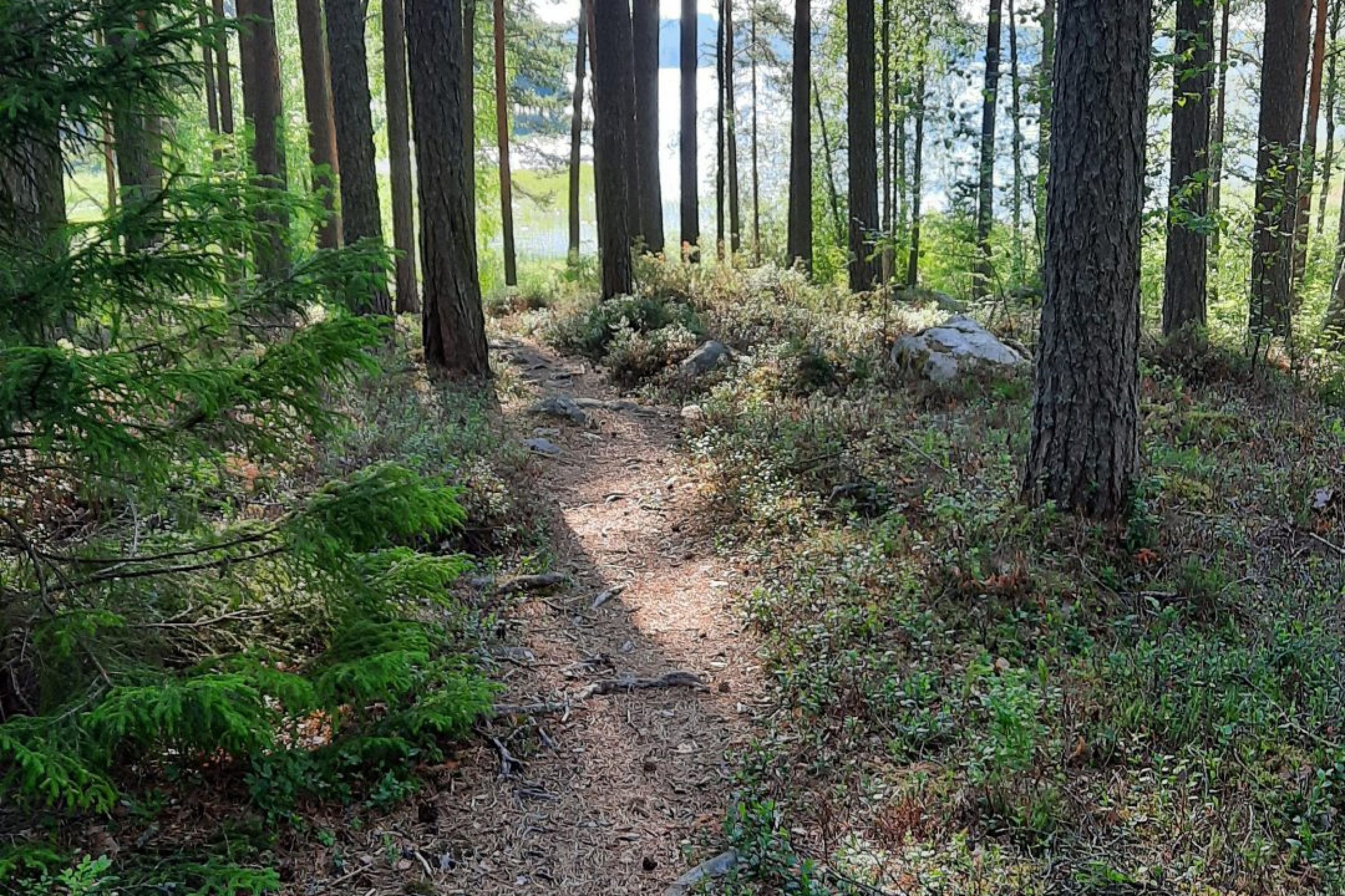 The path of silence in Bomba