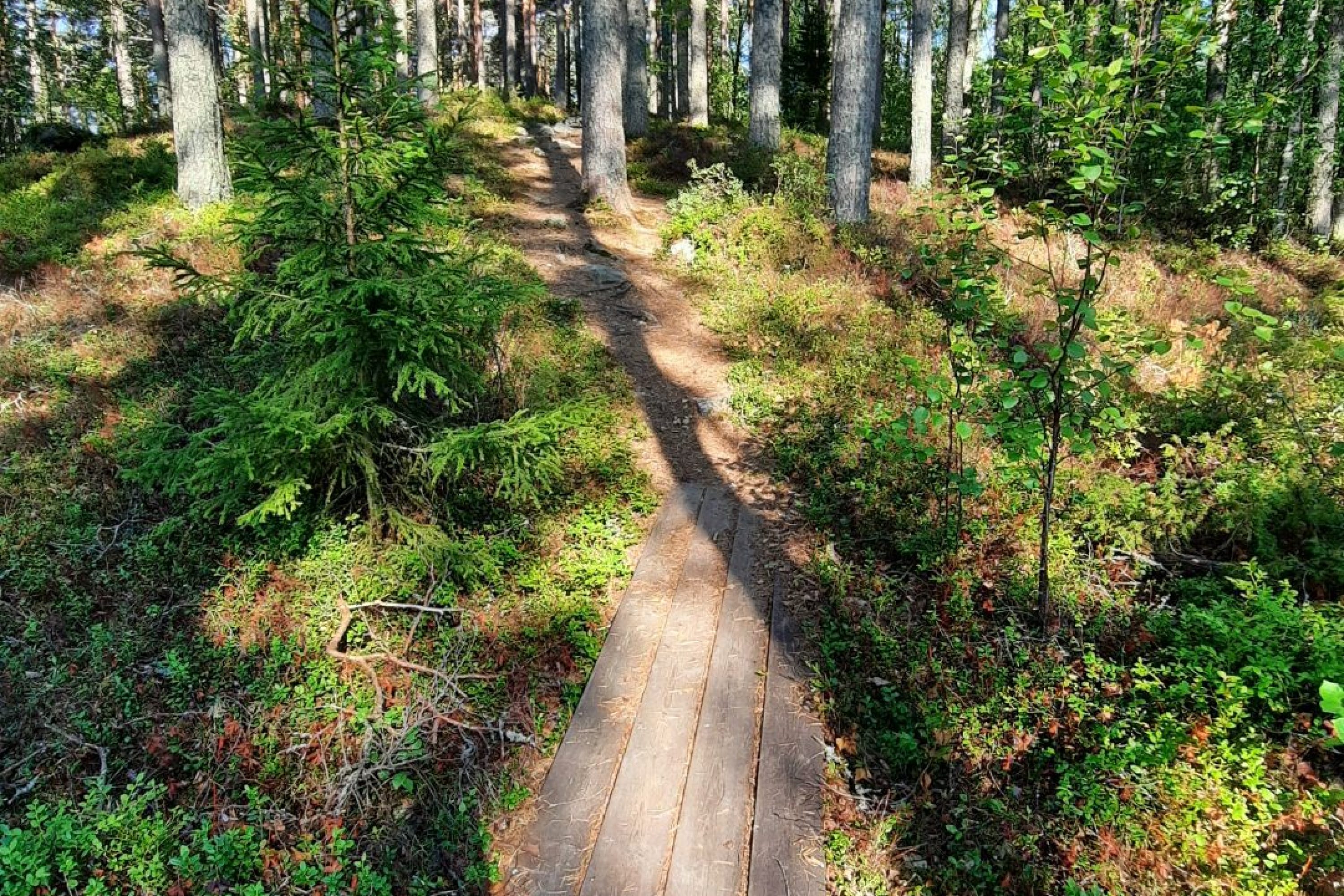 Metsäpolku ja pitkospuut