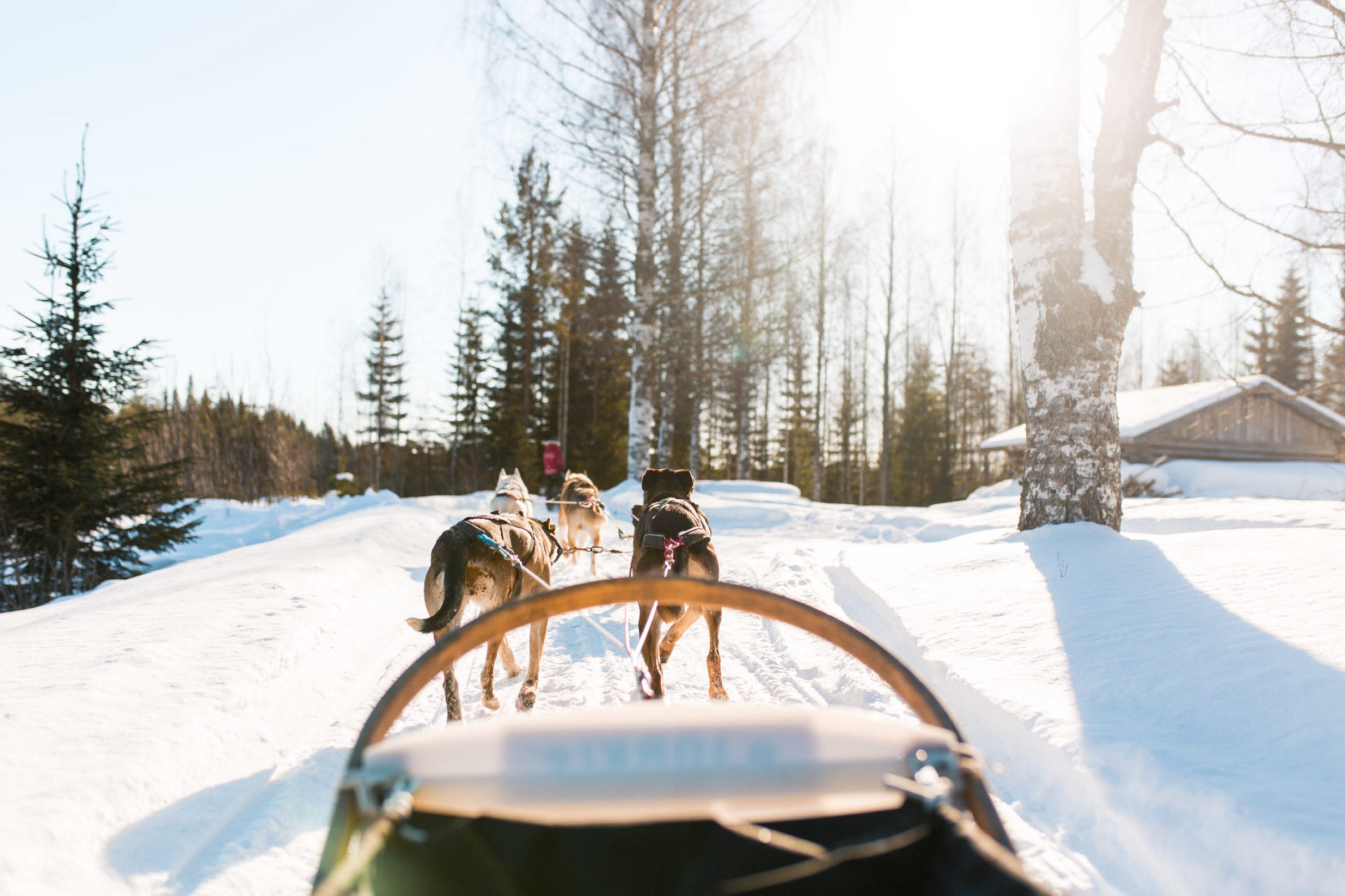 Koiravaljakkoajelu metsämaisemissa