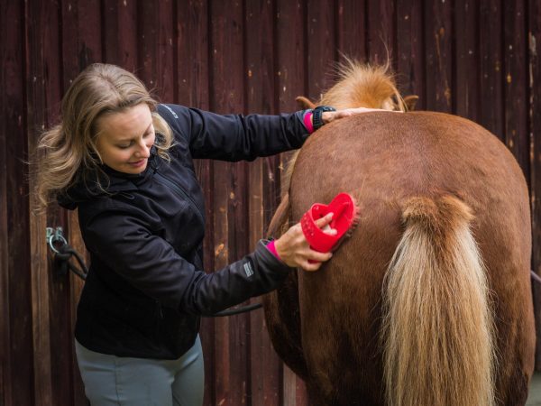 Nainen harjaa hevosta tallin edustalla