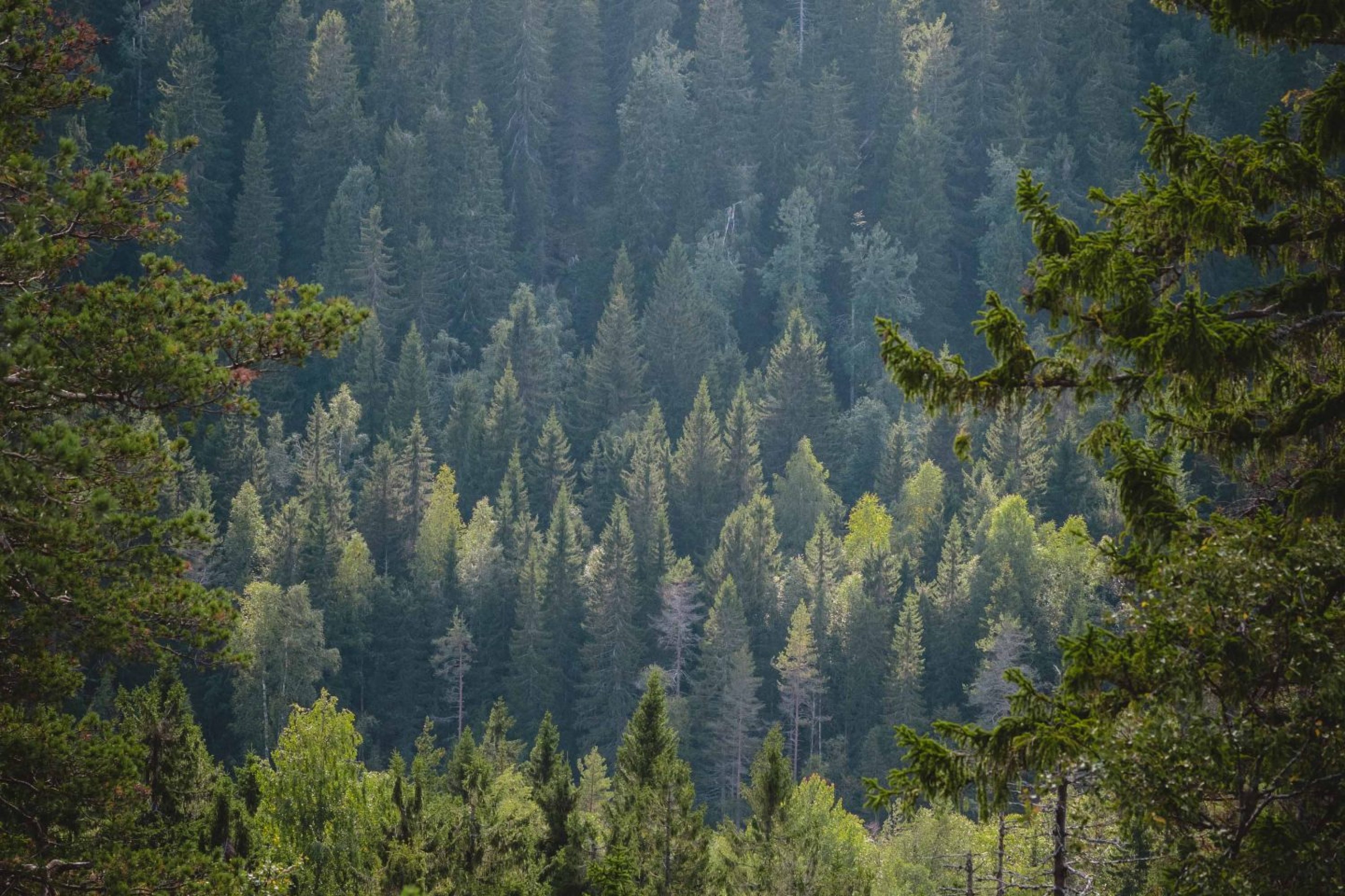 Metsäinen maisema Kolilla