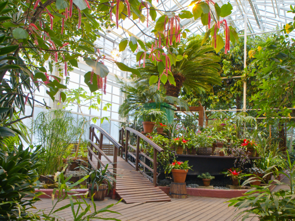 Botanian kasvitieteellinen puutarha ja trooppiset kasvit