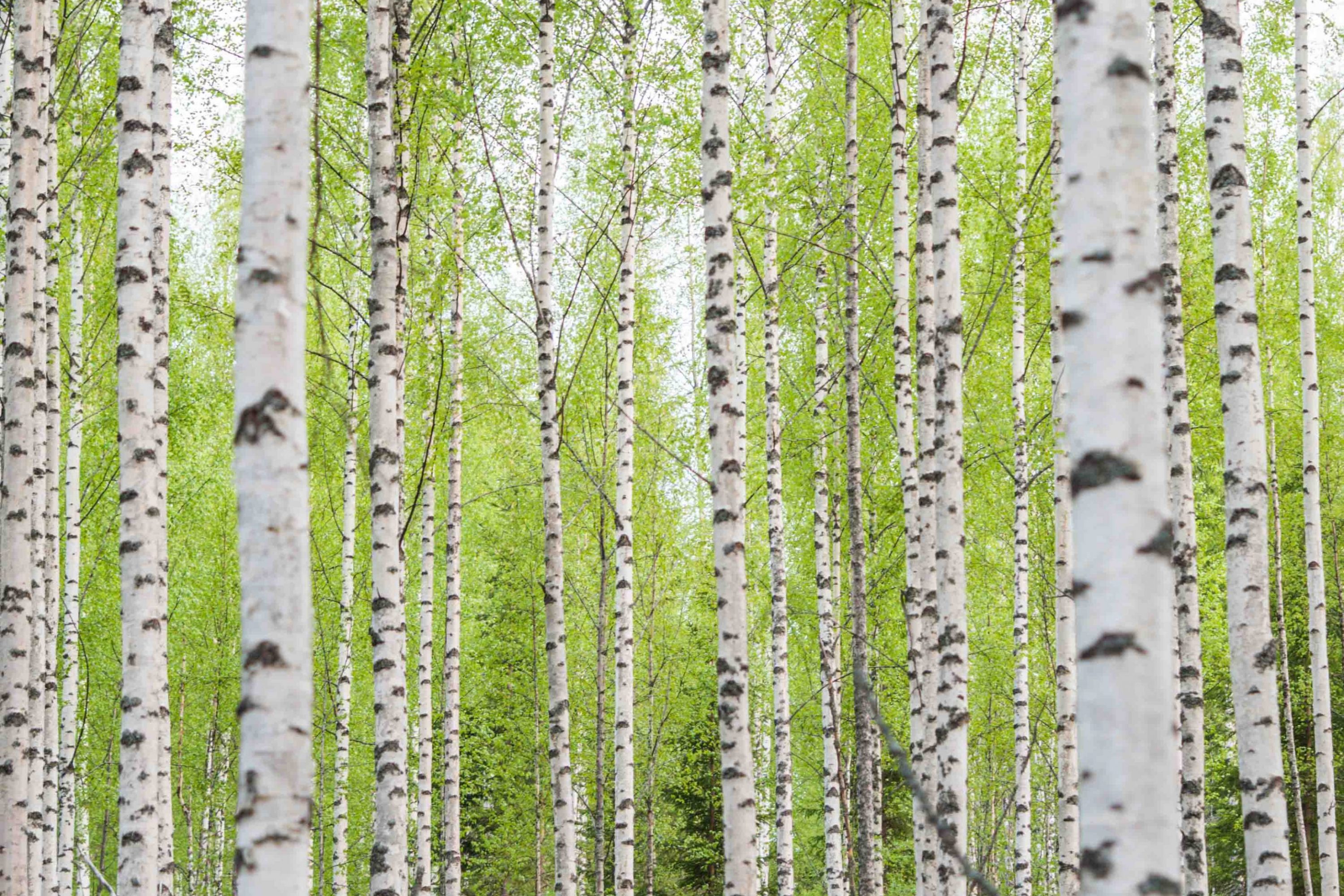 Birch trees with light green leaves