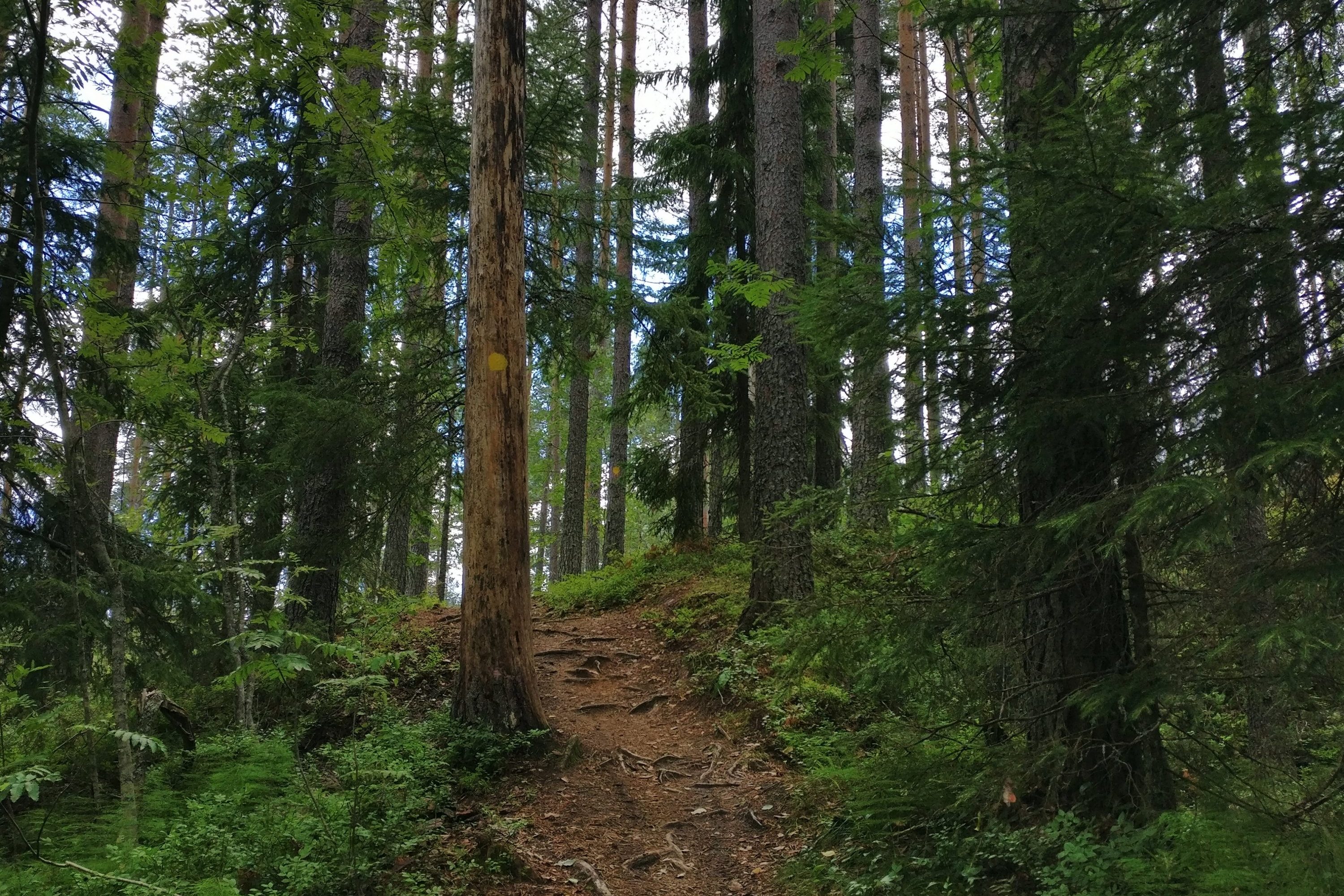 Metsäinen luontopolku