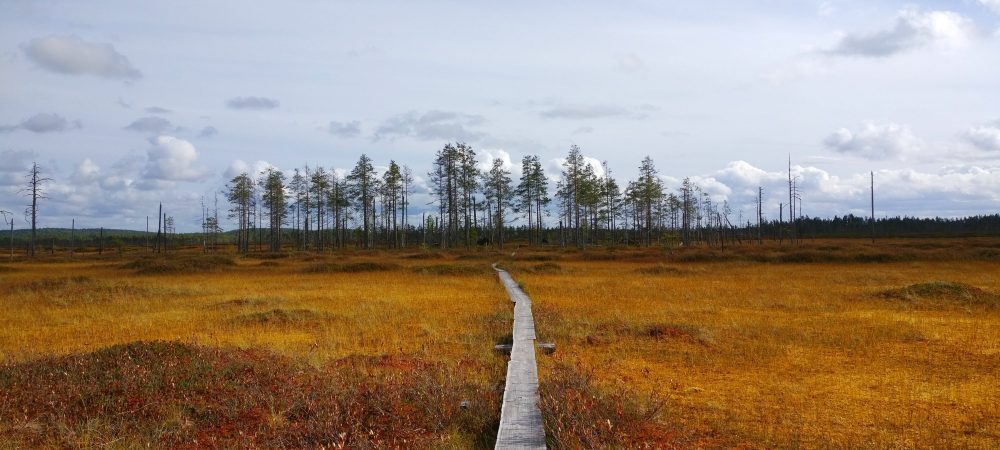 A swamp area in Patvinsuo National Park