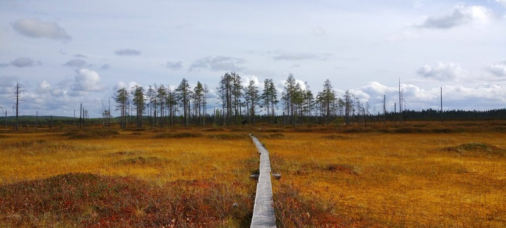 Syksyinen Patvinsuo