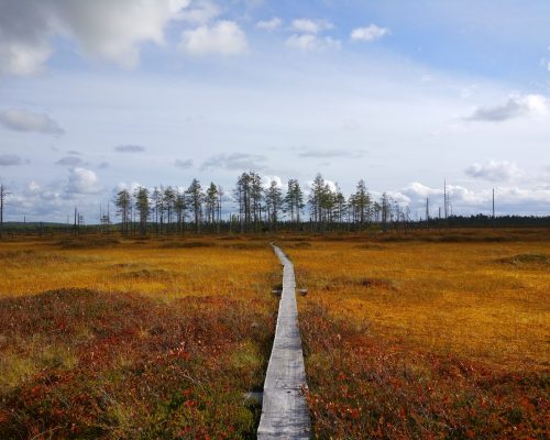 https://www.visitkarelia.fi/files/vk_patvinsuo_marianne-markkanen.jpg