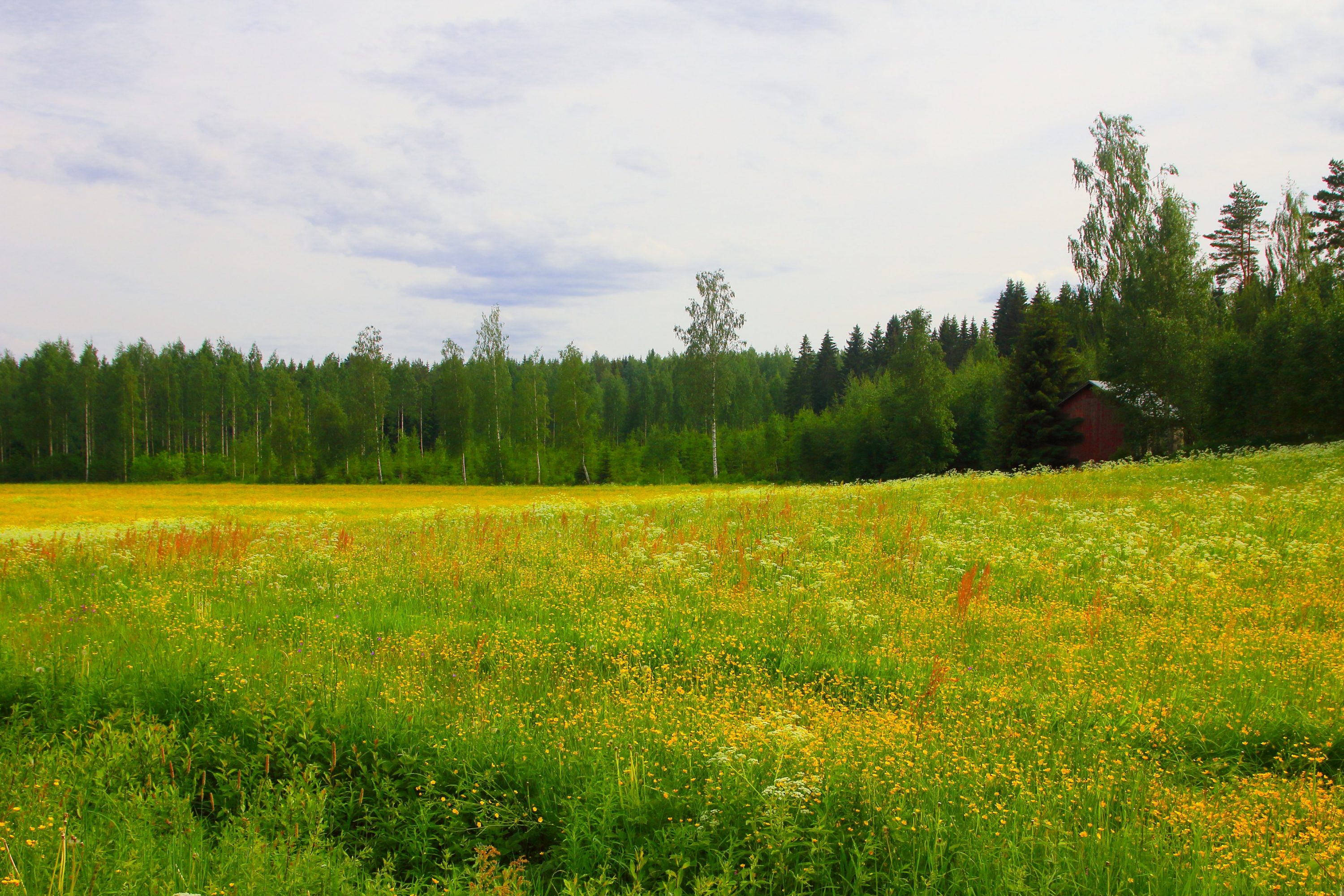 Värikäs kukkapelto ja lato